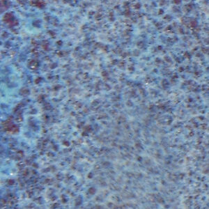 اسپیدبال : لعاب پخت متوسط : Lavender Mist
